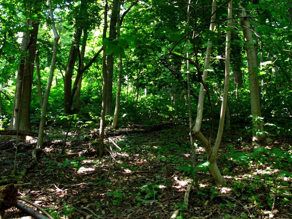 Rich Successional Tuliptree Forest at Harpers Ferry NHP