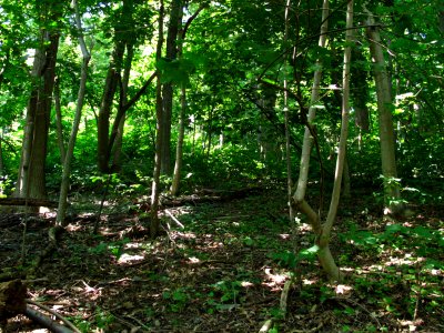 Rich Successional Tuliptree Forest at Harpers Ferry NHP