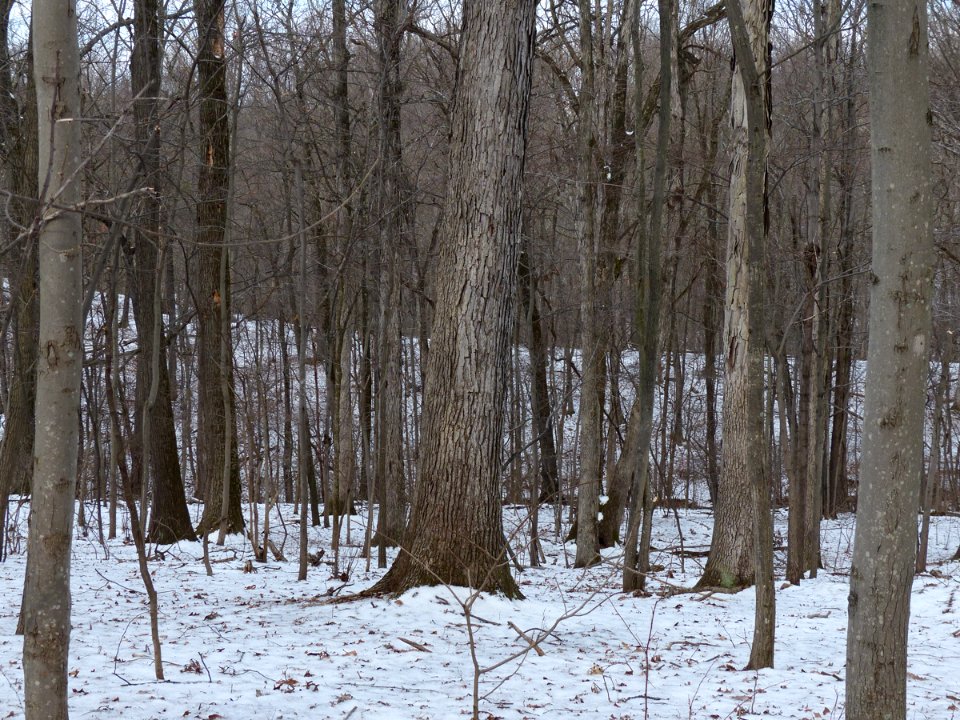 White oak in winter