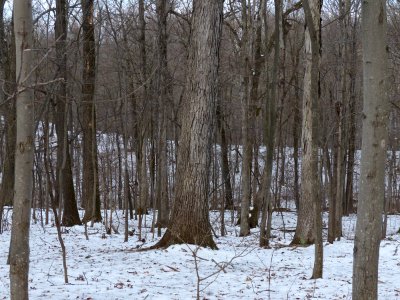 White oak in winter photo