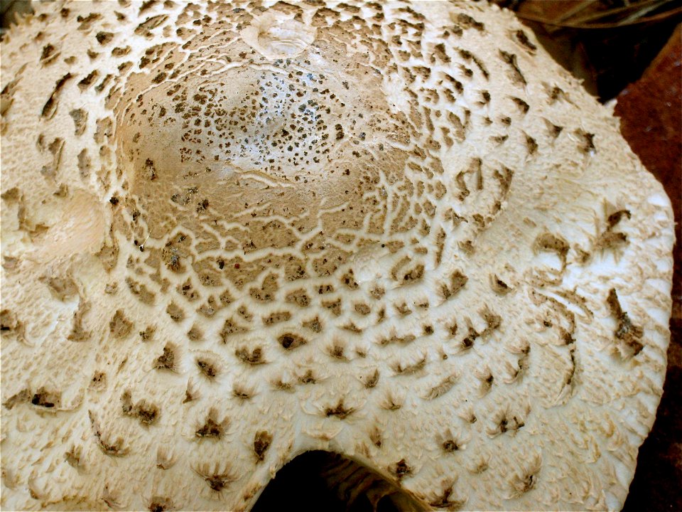 Not a Bad Day to Be a Mushroom