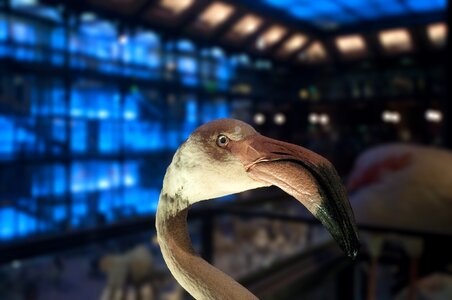 Museum of natural history head beak
