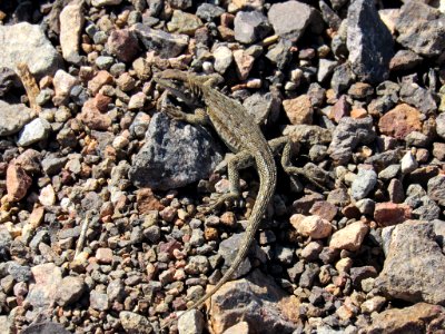Lizard at Death Valley NP in CA