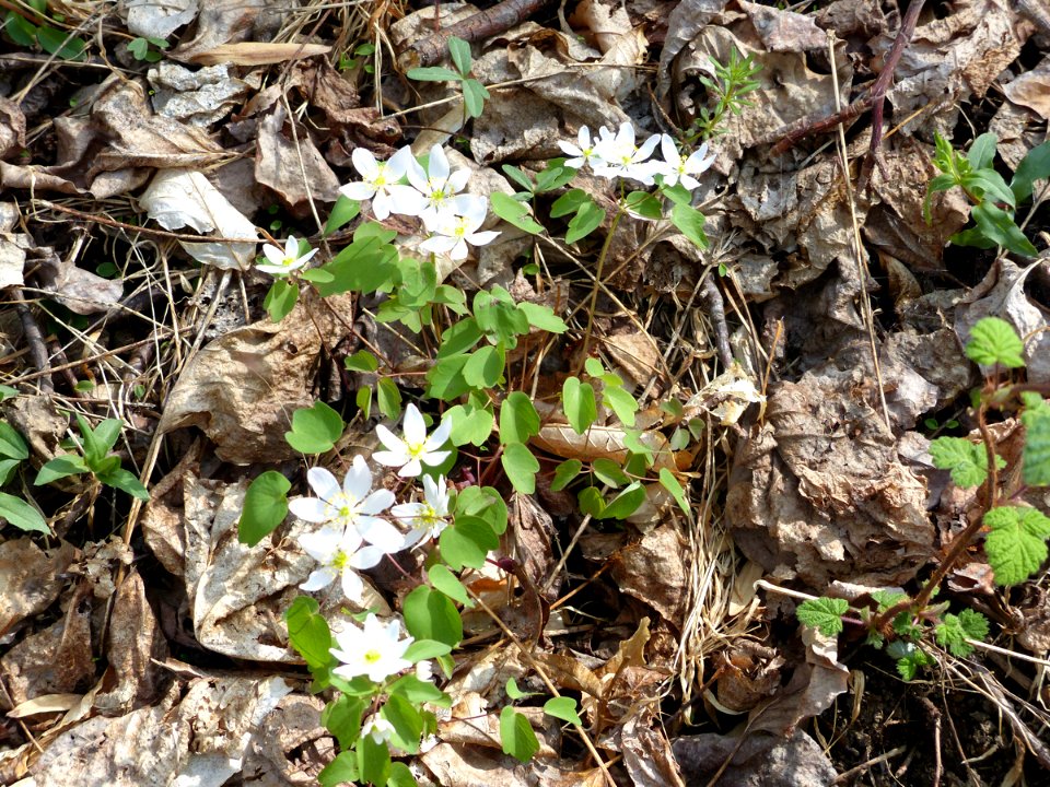 Rue-anemone / windflower