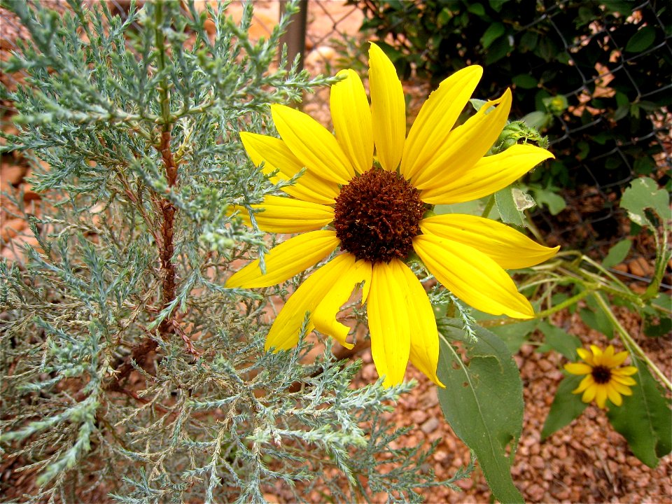 Juniper and Sun Flower