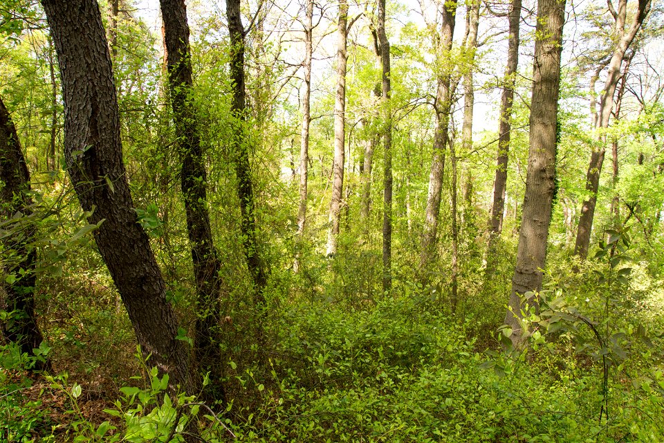 Coastal Plain Oak Forest