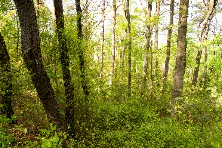 Coastal Plain Oak Forest