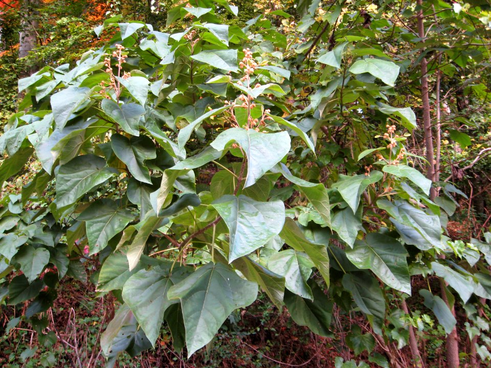 Princess-Tree Saplings