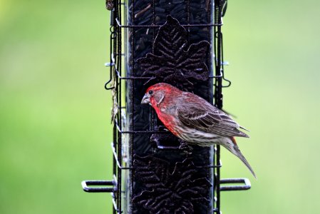 A house finch visits the feeder photo