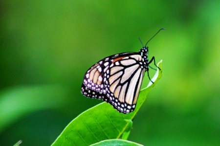 Monarch Butterfly on Common Milkweed photo