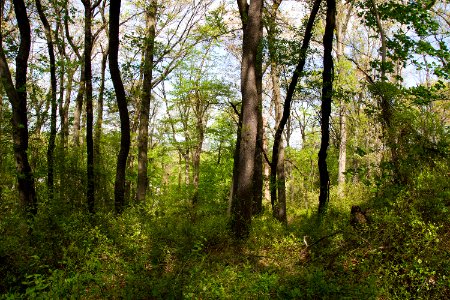 Coastal Plain Oak Forest