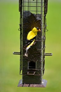 American goldfinch photo