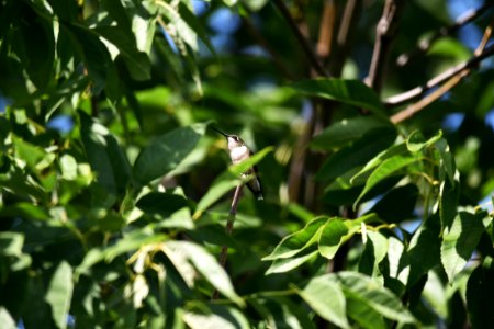 Ruby-throated hummingbird