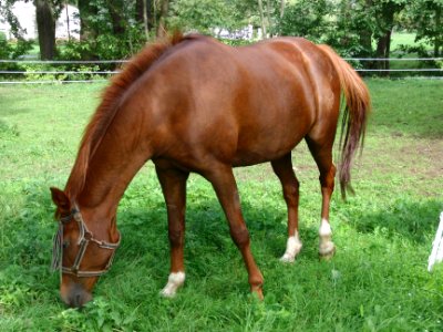 Pferd photo