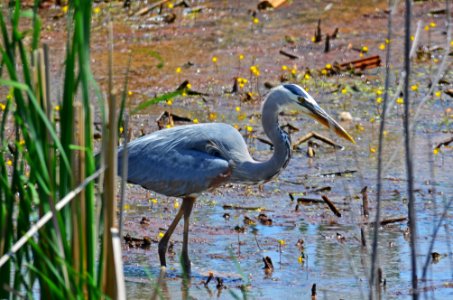 Great Blue Heron photo