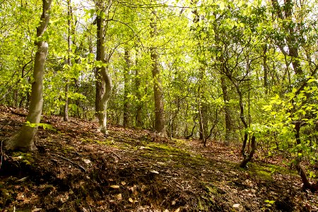 Oak - Beech / Heath Forest photo