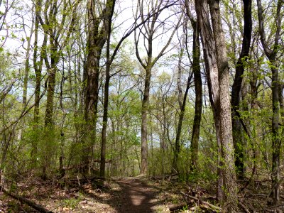 Rich Successional Tuliptree Forest at Harpers Ferry NHP