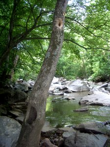 Stream habitat photo