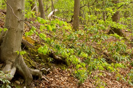 Oak - Beech / Heath Forest