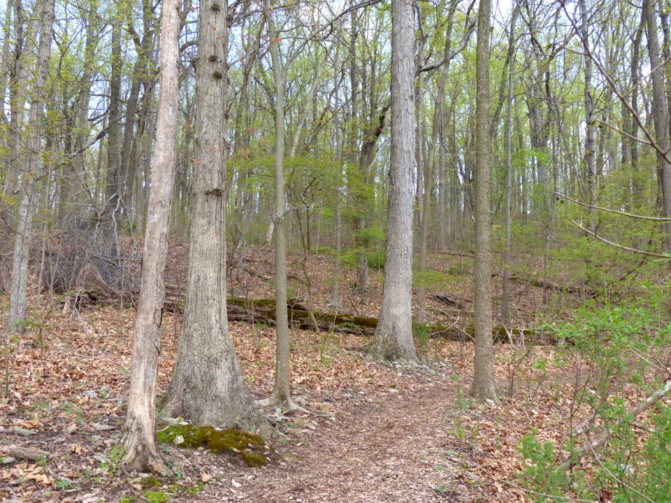 Basic Oak-Hickory Forest at Harpers Ferry NHP