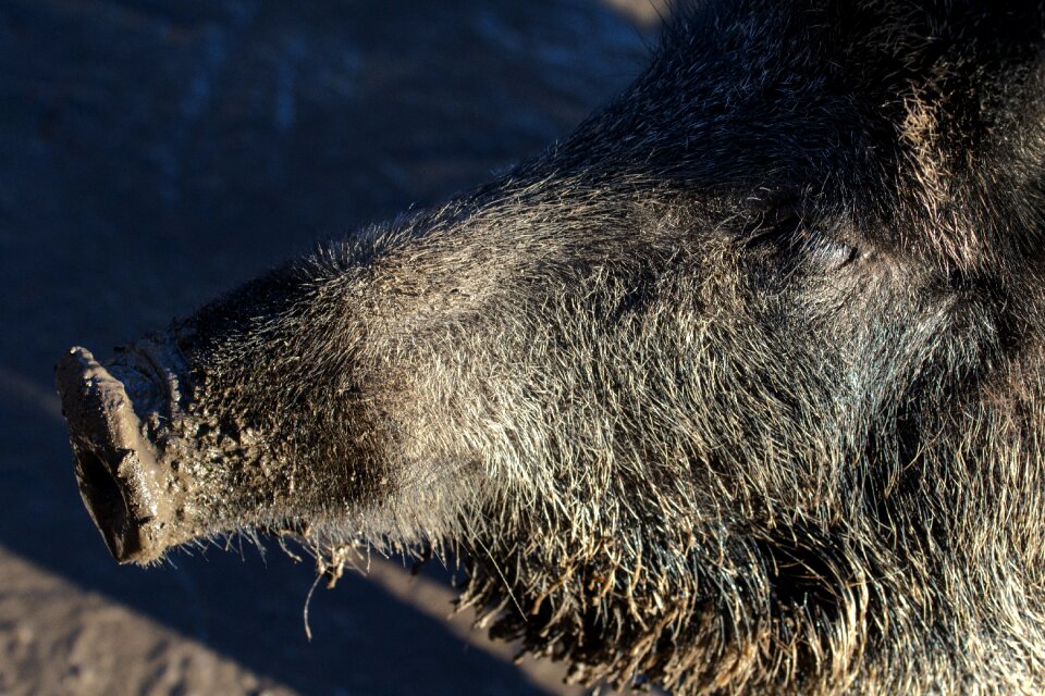Wild boars forest nature