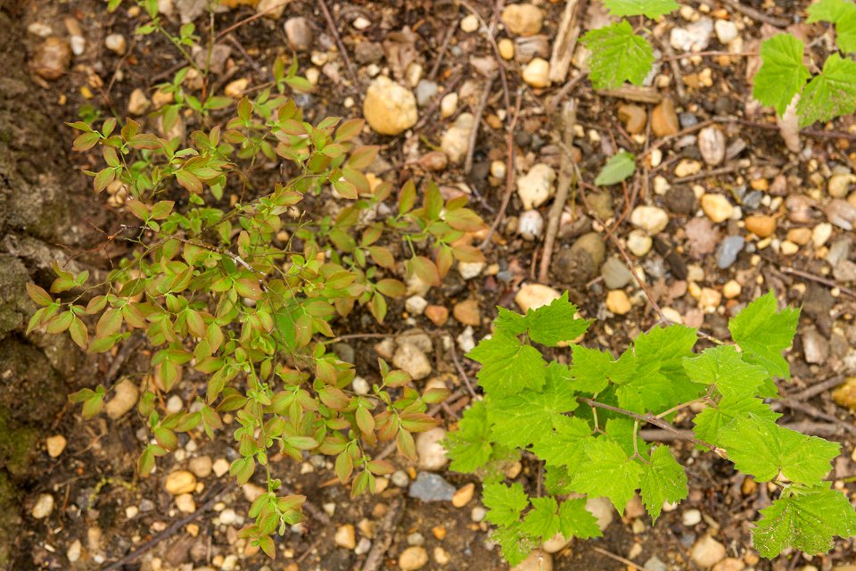 Hillside blueberry and mapleleaf viburnum