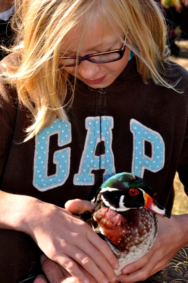 duck banding