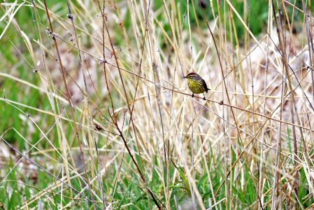 Palm warbler photo