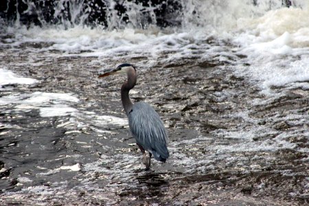 Great Blue Heron