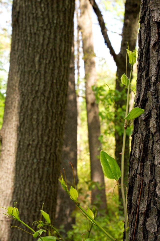 Coastal Plain Oak Forest