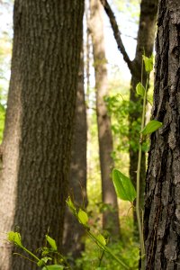 Coastal Plain Oak Forest