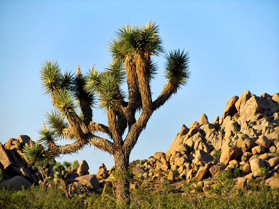 Joshua Tree National Park in California