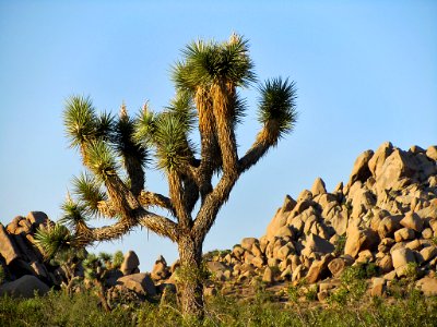 Joshua Tree National Park in California photo