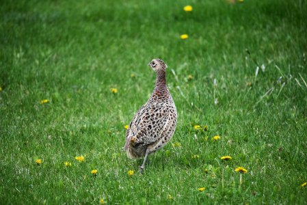 Ring-necked pheasant photo