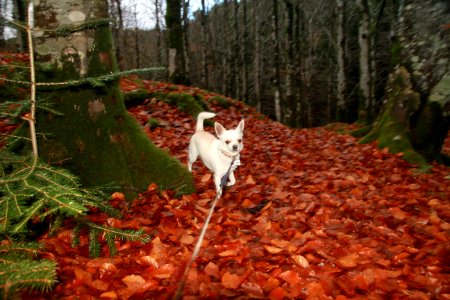 Beech forest at Stend in Bergen
