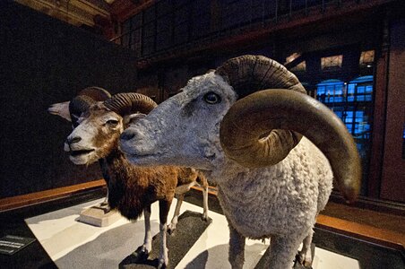 Paris museum of natural history horn