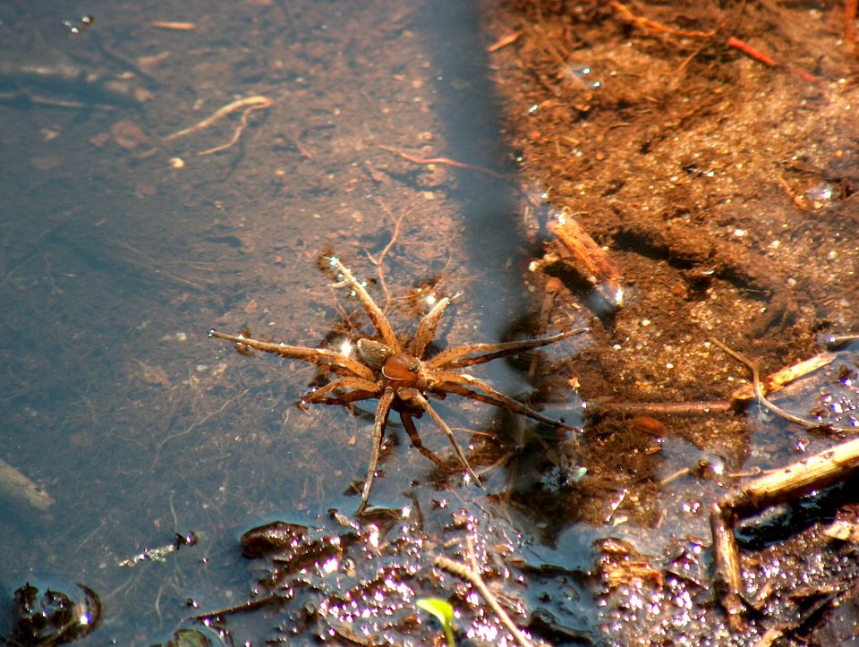 spinne3