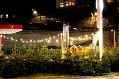 Christmas trees for sale