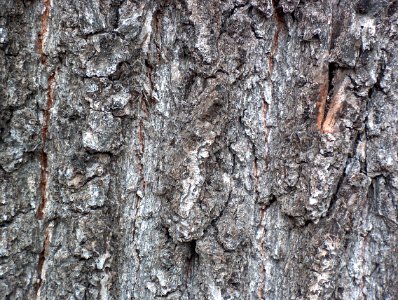 baum02