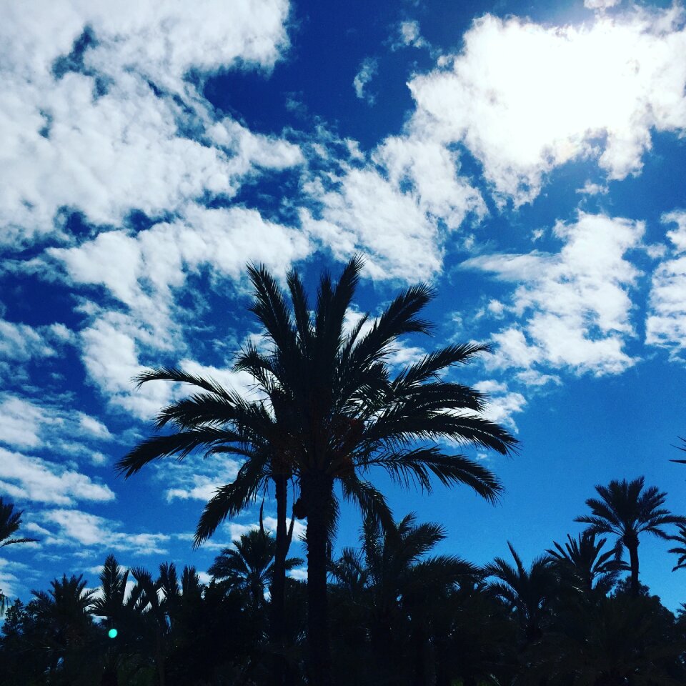 Blue clouds tree