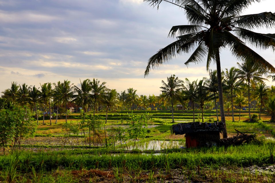 Sweet Field