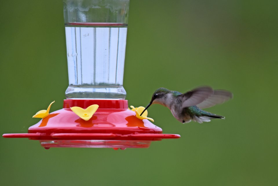 Ruby-throated hummingbird photo