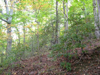 Mountain Laurel in Oak - Beech / Heath Forest photo