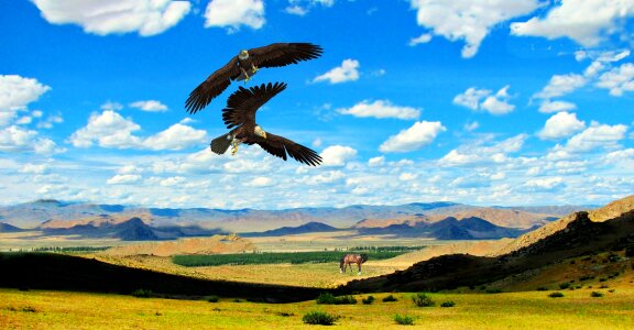 Horses prairie steppe