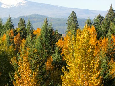 Autumn Trees in Oregon