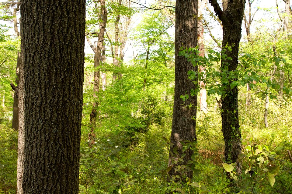 Coastal Plain Oak Forest