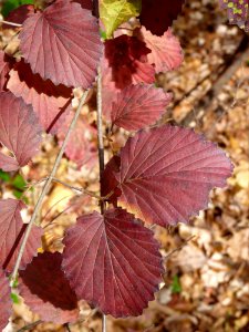 Southern arrow-wood