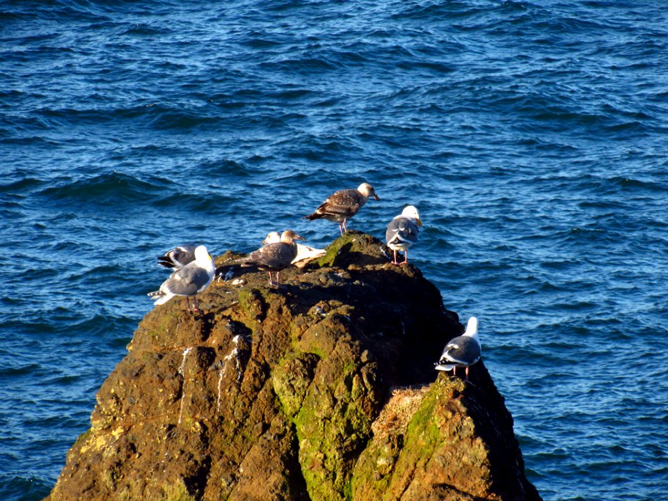 Yaquina Head in OR