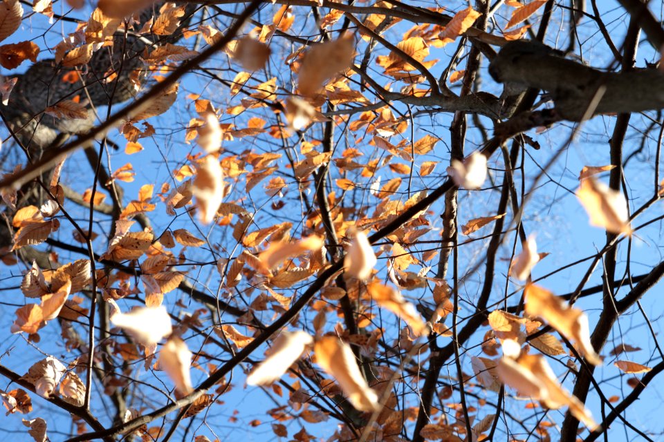 American beech in winter