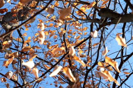 American beech in winter
